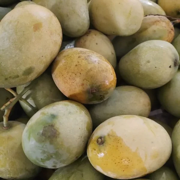 Amrupali-আম্রপালি