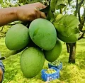 Premium Mango